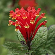 Red Scutellaria Costaricana Flower Seeds Heirloom Non-GMO High Germination Organic Garden Seeds for Planting