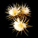 Selenicereus Flower Seeds for Planting – Heirloom, Non-GMO, High Germination Organic Garden Seeds