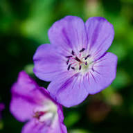Violet Geranium Flower Seeds Heirloom Non-GMO High Germination Organic Garden Seeds