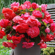 Pink Hanging Begonia Flower Seeds – Heirloom, Non-GMO High Germination Seeds for Planting | Organic Garden Seeds
