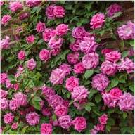 Zephirine Flower Seeds – Heirloom Non-GMO High Germination Organic Garden Seeds