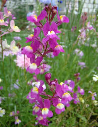 Pink Linaria Maroccana Flower Seeds – Seeds for Planting, Heirloom, Non-GMO, High Germination Organic Garden Seeds
