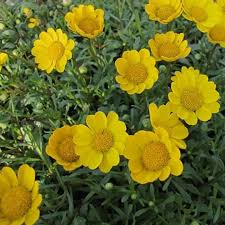 Yellow Marguerite Flower Seeds – Heirloom, Non-GMO, High Germination Organic Seeds