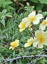 Yellow Xanthina Flower Seeds for Planting | Heirloom Non-GMO Organic