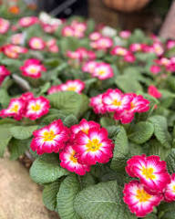 Purple Primrose Flower Seeds Heirloom Non-GMO High Germination Organic Garden Seeds for Planting