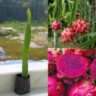 Mixed Dragon Seeds Organic – Heirloom, Non-GMO, High Germination Organic Garden