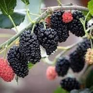 Black Myrtle Fruit Seeds for Planting – Heirloom, Non-GMO, High Germination Organic Garden Seeds for Sweet &amp; Tart Fruits