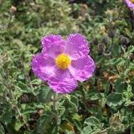 Talinum Flower Seeds Purple Heirloom Non-GMO High Germination Organic Garden Seeds for Planting