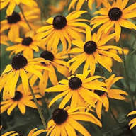 Yellow Rudbeckia Flowers Seeds Heirloom Non-GMO High Germination Organic Garden Seeds for Planting