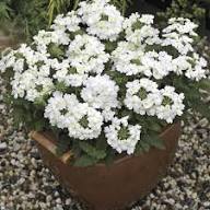 Semillas de flor de verbena blanca – Cimera, sin OGM, semillas orgánicas de alta germinación
