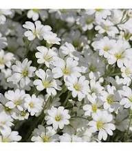 White Burren Flower Seeds – Heirloom, Non-GMO, High Germination Organic Garden Seeds for Planting