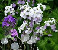 White Lunaria Annua Variegata Flower Seeds for Planting Heirloom Non-GMO High Germination Organic Garden Seeds