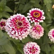 Weiße Rote Zinnien-Samen – Alte Sorte Gentechnikfrei Hohe Keimrate Bio-Gartensamen