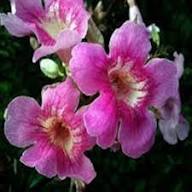 Pink Streptocarpus Flower Seeds for Planting – Heirloom, Non-GMO, High Germination Organic Garden Seeds