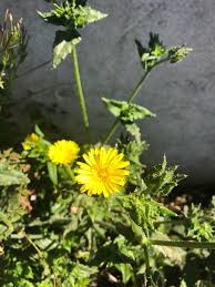Yellow Sowthistle Flower Seeds Heirloom Non-GMO High Germination Organic Garden Seeds for Planting