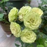 Green Rose Plant Seeds for Planting – Heirloom, Non-GMO, High Germination Organic Garden Seeds