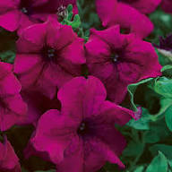 Purple Putina Flower Seeds Heirloom Non-GMO High Germination Organic Garden Seeds for Planting