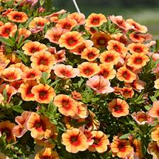 Brown Petunia Flower Seeds – Heirloom, Non-GMO, High Germination Organic Garden Seeds for Planting