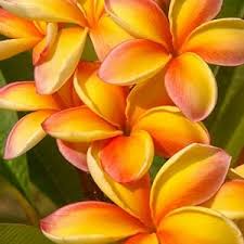 Orange Plumeria Flower Seeds – Heirloom, Non-GMO, High Germination Organic Garden Seeds for Planting Seeds for Planting