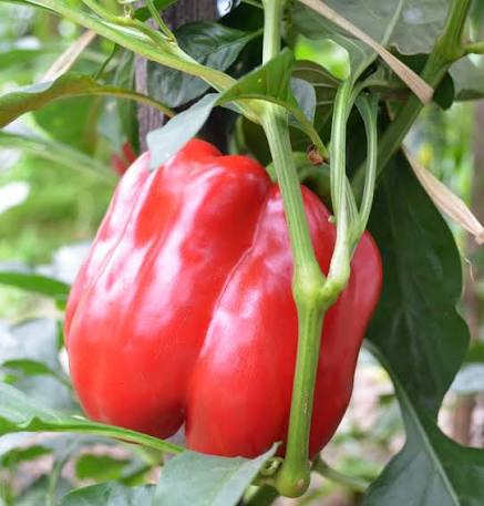 King Arthur F1 Bell Pepper seeds for planting, non-GMO garden seeds growing healthy sweet bell peppers at home naturally.