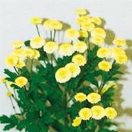 Gelb-weißes Mutterkraut Tanacetum Parthenium Samen zum Pflanzen | Alte Sorte, gentechnikfrei, Bio