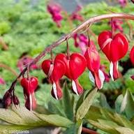 Red Bleeding Heart Flowers Seeds Heirloom Non-GMO High Germination Organic Garden Seeds for Planting