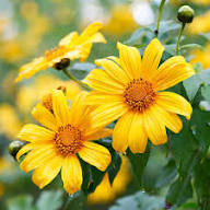 Yellow Rotundifolia Flower Seeds Heirloom Non-GMO High Germination Organic Garden Seeds for Planting