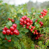 Lingonberry Fruit Seeds for Planting Heirloom Non-GMO High Germination Organic Garden Seeds