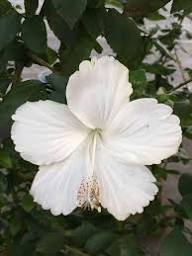 Hibiscus Moscheutos Flower Seeds White – Heirloom Non-GMO Organic Garden