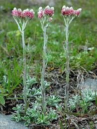 Semillas de flores Pink Pussytoes Semillas de jardín orgánicas de polinización abierta, sin OMG, de alta germinación para sembrar