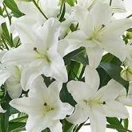 White Arthropodium Flower Seeds Heirloom Non-GMO High Germination Organic Garden Seeds