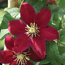 Red Clematis Flower Seeds – Heirloom, Non-GMO, High Germination Organic Garden Seeds for Planting