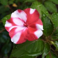 Red White Impatiens Flower Seeds – Heirloom Non-GMO High Germination Organic Garden Seeds for Planting