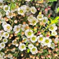 Geraldton Wax Flower Seeds – Heirloom Non-GMO High Germination Organic Garden Seeds for Planting
