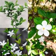 White Wrightia Flower Seeds Heirloom Non-GMO High Germination Organic Garden Seeds