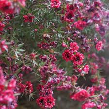 Pink Leptospermum Flower Seeds – Seeds for Planting, Heirloom, Non-GMO, High Germination Organic Garden Seeds