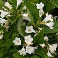 Weigela Flower Seeds White – Heirloom Non-GMO High Germination Organic Garden Seeds for Planting