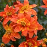 Red Bidens Flower Seeds Heirloom Non-GMO High Germination Organic Garden Seeds for Planting