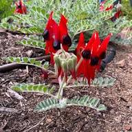 Swainsona Formosa Flower Seeds Heirloom Non-GMO High Germination Organic Garden Seeds for Planting