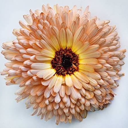 Orangene Ringelblumen-Samen – Alte Sorte, gentechnikfrei, hohe Keimrate, Bio-Gartensamen zum Pflanzen