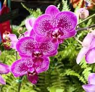 Violet Red Phalaenopsis Flower Seeds – Heirloom Non-GMO High Germination Organic Garden Seeds for Planting