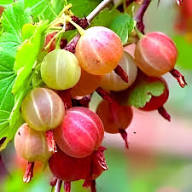 Hinnomaki Red Gooseberry Fruit Seeds for Planting Heirloom Non-GMO High Germination Organic Garden Seeds