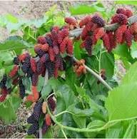 Mixed Mulberry Fruit Seeds Heirloom Non-GMO High Germination Organic Garden Seeds for Planting