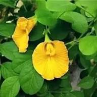 Yellow Sweet Pea Flower Seeds Heirloom Non-GMO High Germination Organic Garden Seeds