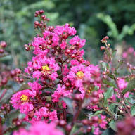 Pink Crepe Myrtle Flower Seeds – Heirloom, Non-GMO, High Germination Seeds