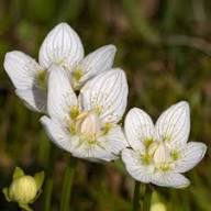 White Parnassia Flower Seeds – Heirloom, Non-GMO, High Germination Organic Garden Seeds for Planting