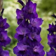 Purple Gladiolus Tristis Flower Seeds Heirloom Non-GMO High Germination Organic Garden Seeds for Planting