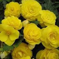 Yellow Double Begonia Flower Seeds for Planting – Heirloom, Non-GMO, High Germination