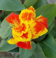 Red Yellow Canna Lily Flower Seeds – Heirloom Non-GMO High Germination Organic Garden Seeds