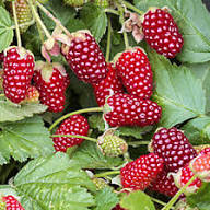 Loganberry Seeds for Planting – Heirloom Non-GMO High Germination Organic Garden Seeds